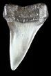 Fossil Mako Shark Tooth - South Carolina #54160-1